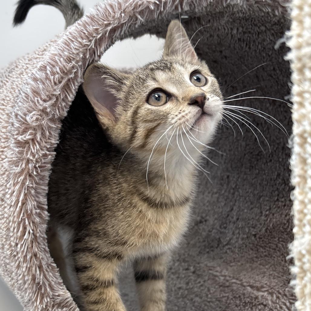 Chickadee, a Adoptable Domestic Short Hair in Naperville, IL image 1/2
