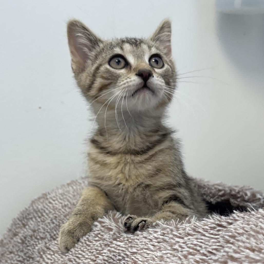 Chickadee, a Adoptable Domestic Short Hair in Naperville, IL image 2/2