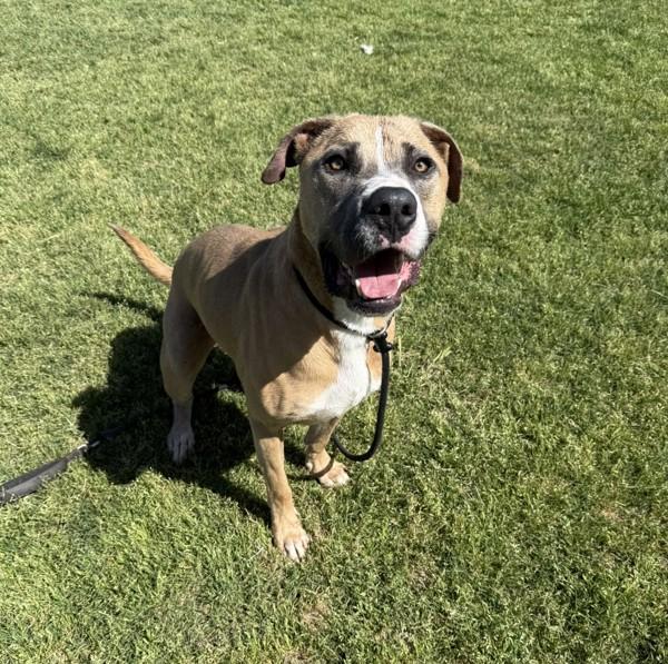 Tanner, Adoptable, Adult Male American Staffordshire Terrier.