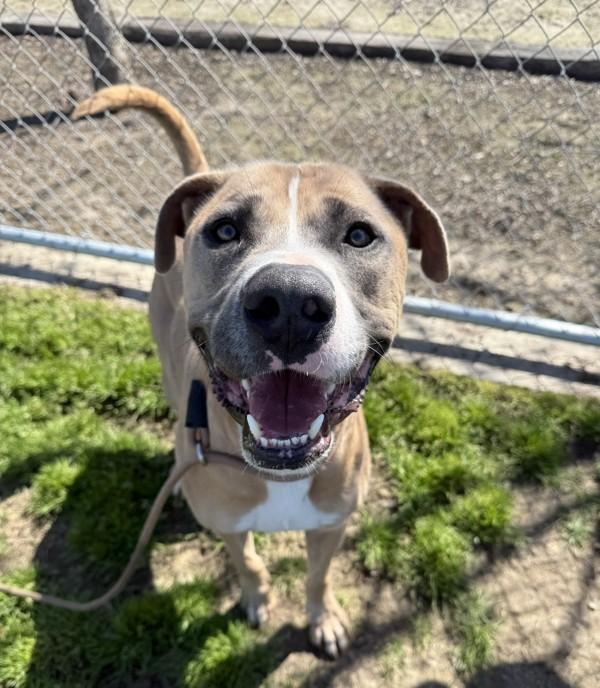 Enlarge Tanner, a Adoptable mixed breed in Tulare, CA image 4/6