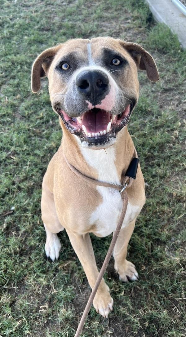 Enlarge Tanner, a Adoptable mixed breed in Tulare, CA image 2/6