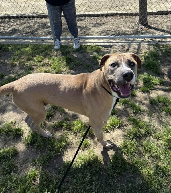 Enlarge Tanner, a Adoptable mixed breed in Tulare, CA image 3/6