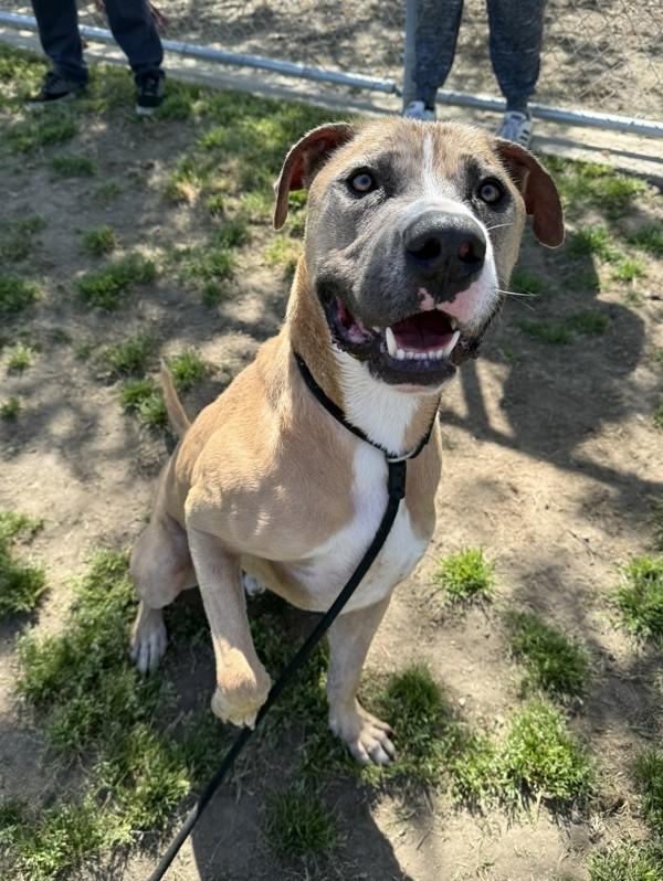 Enlarge Tanner, a Adoptable mixed breed in Tulare, CA image 4/6