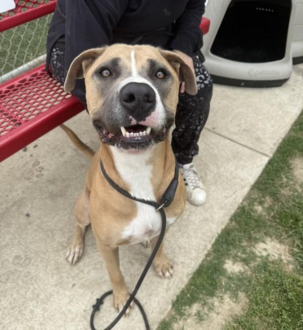 Enlarge Tanner, a Adoptable mixed breed in Tulare, CA image 5/6