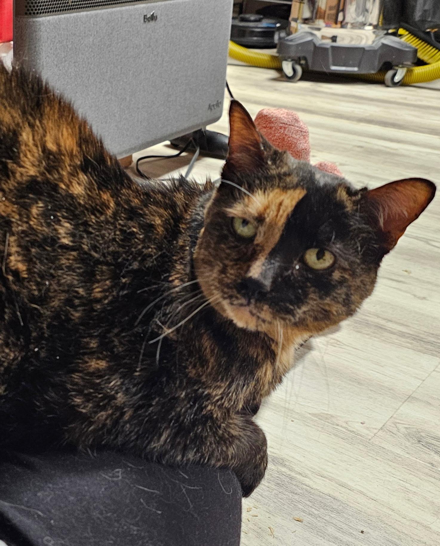 Enlarge HARLEY, a Adoptable Domestic Short Hair in Pittsburgh, PA image 3/4