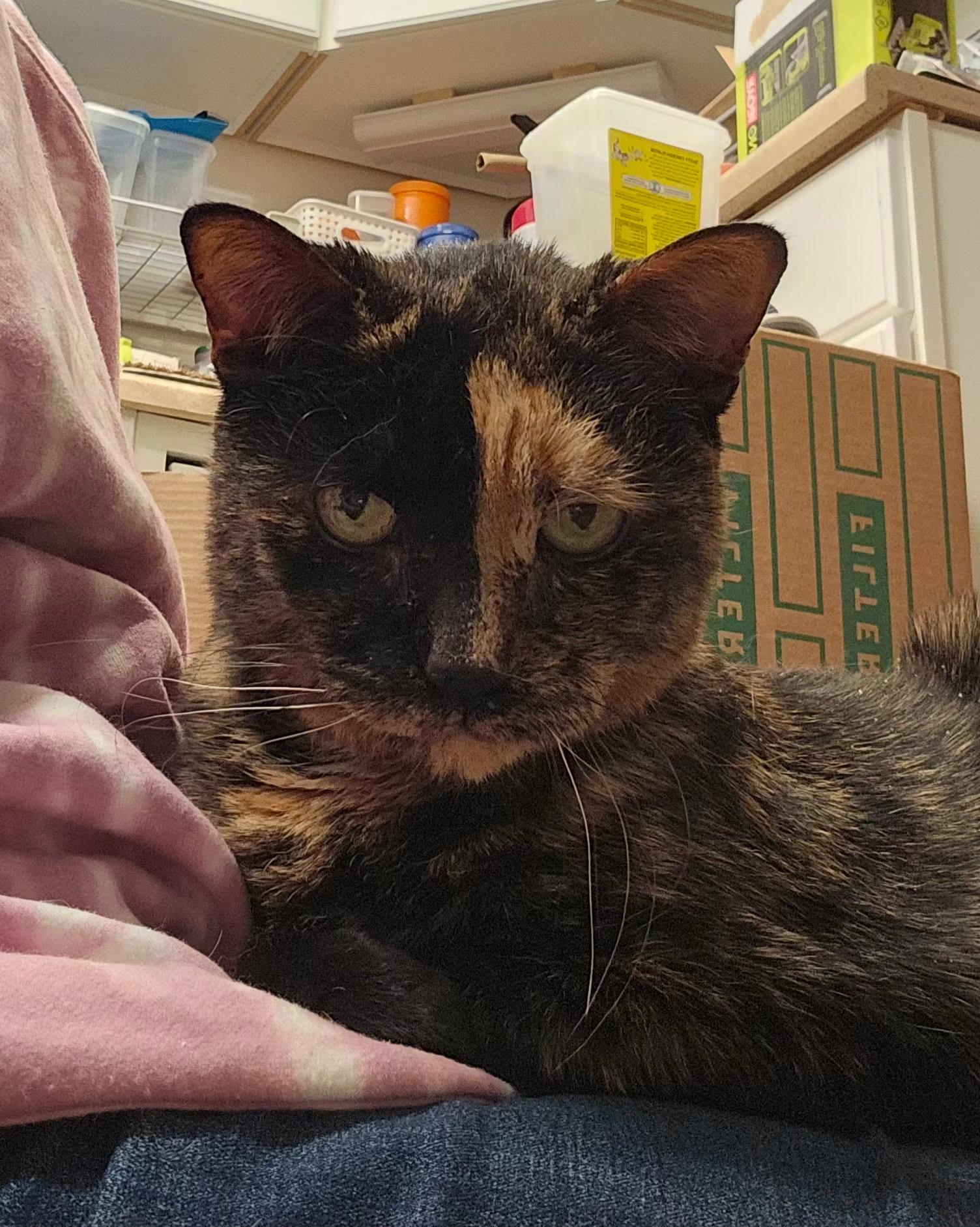 Enlarge HARLEY, a Adoptable Domestic Short Hair in Pittsburgh, PA image 2/4