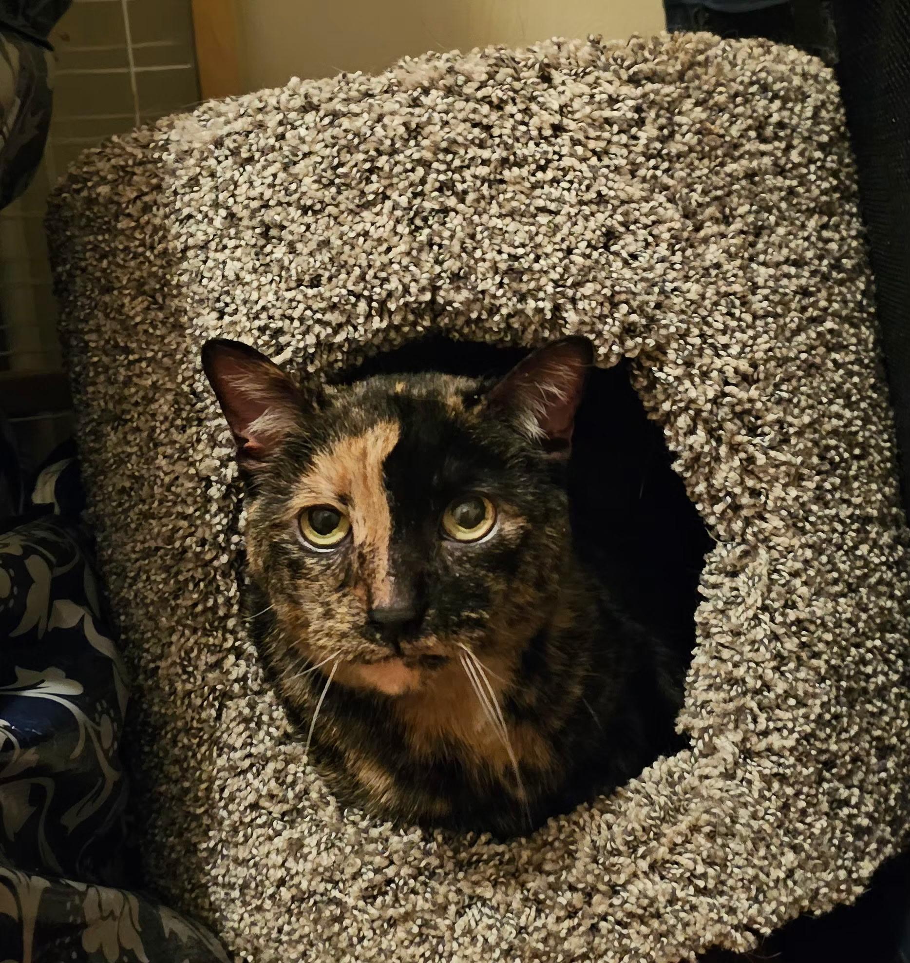 Enlarge HARLEY, a Adoptable Domestic Short Hair in Pittsburgh, PA image 4/4