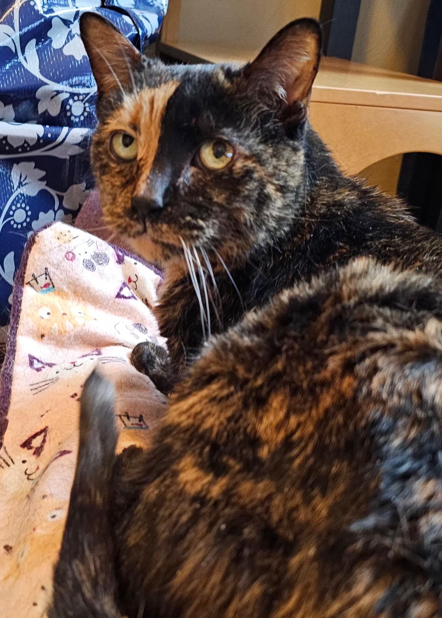 HARLEY, Adoptable, Adult Female Domestic Short Hair.