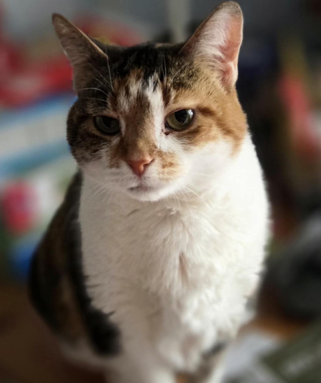 Enlarge Peaches, an adopted Domestic Short Hair in Maineville, OH image 3/3