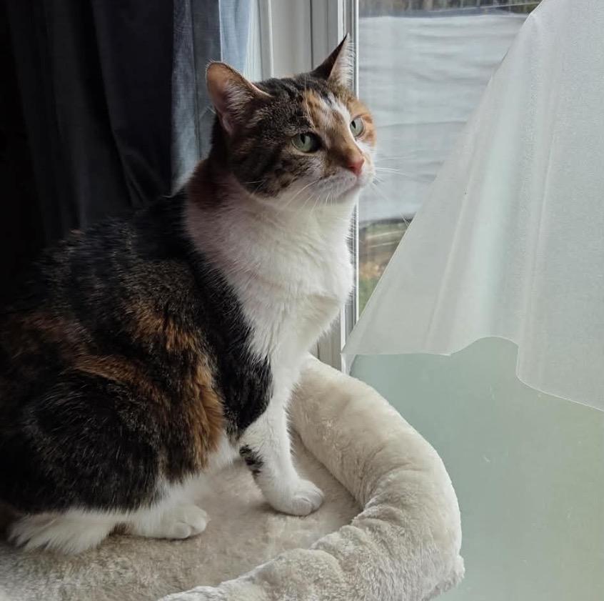 Peaches, adopted, Adult Female Domestic Short Hair.