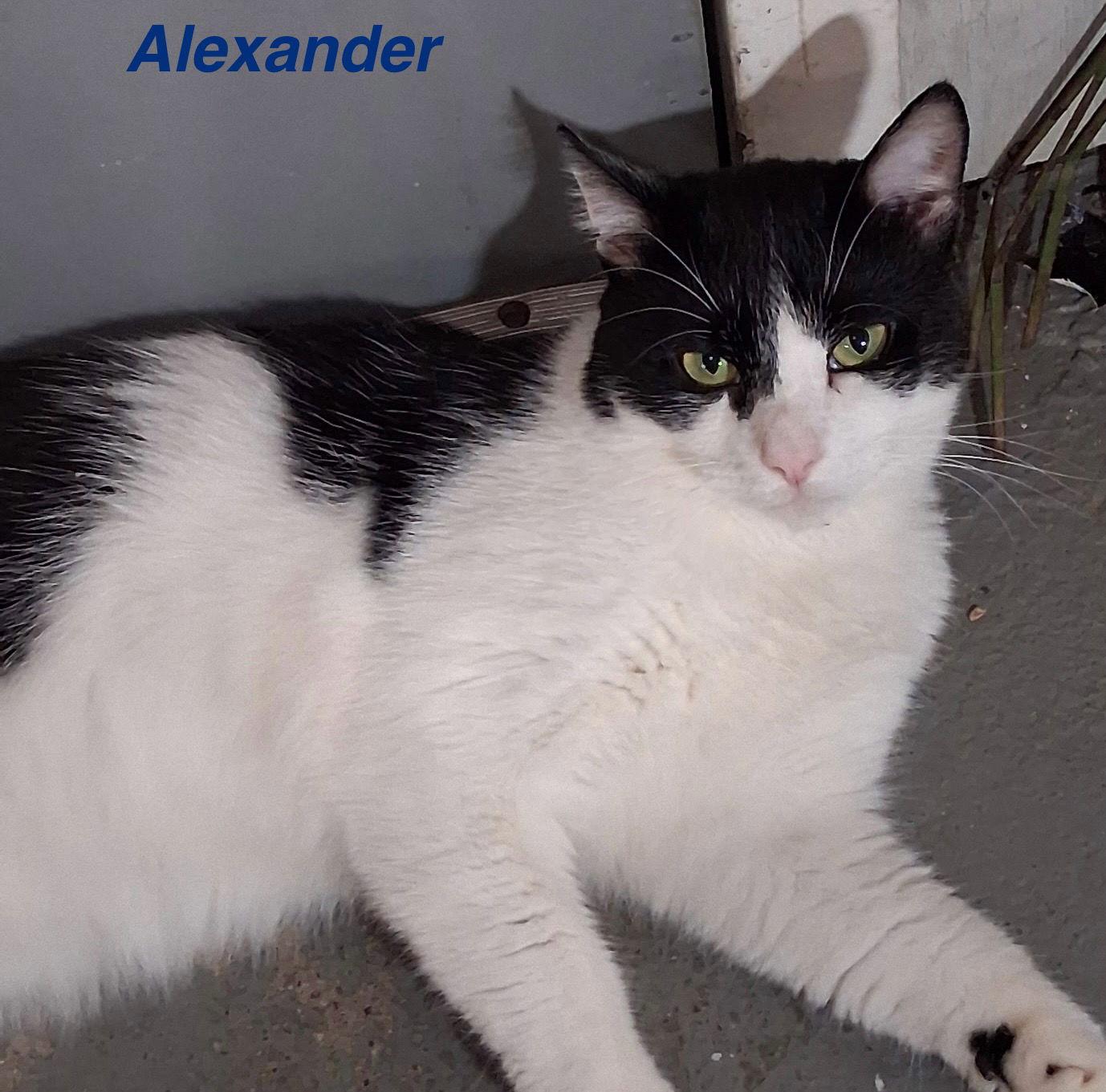 Enlarge Alexander, a Adoptable Domestic Short Hair in Naugatuck, CT image 1/2