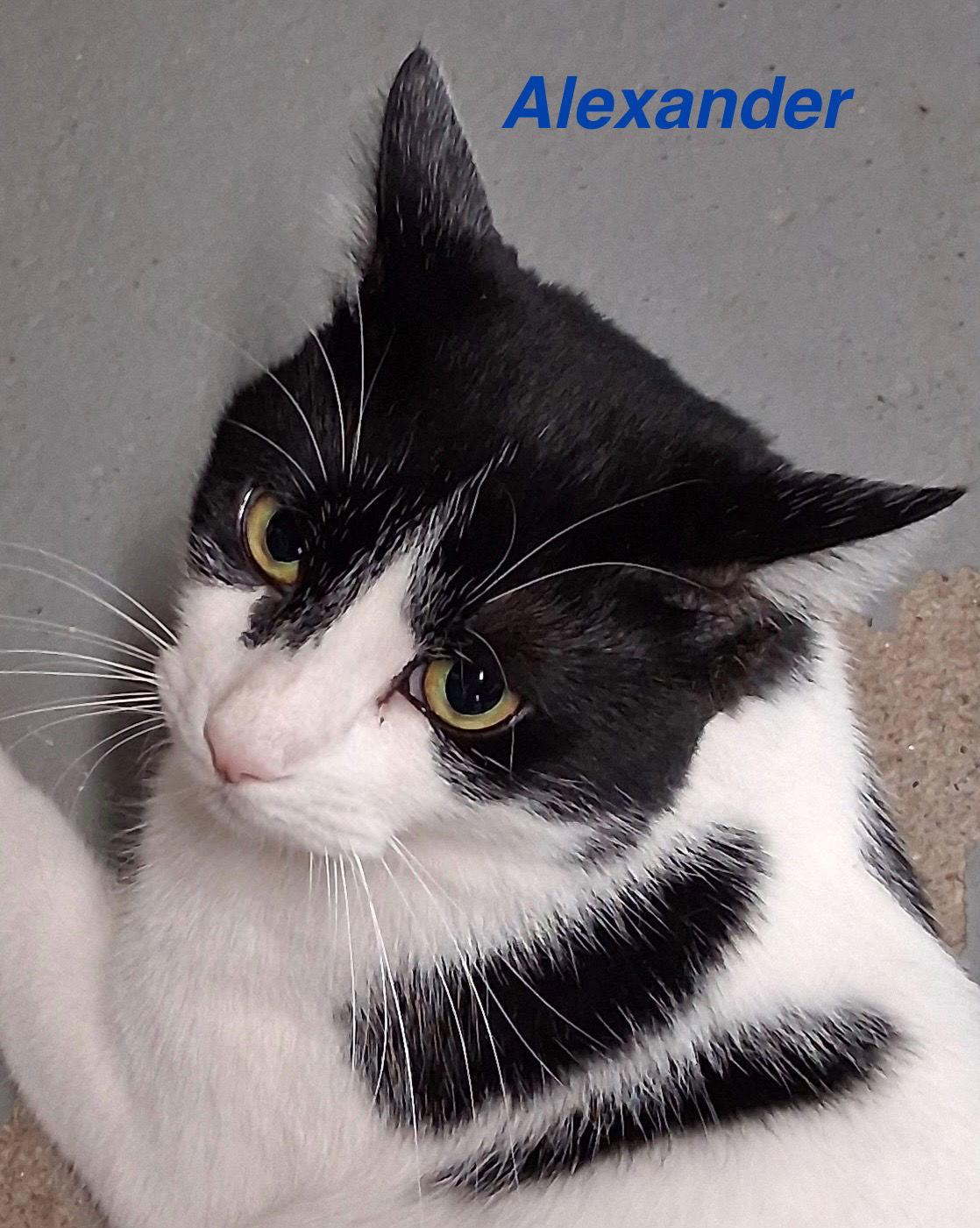 Enlarge Alexander, a Adoptable Domestic Short Hair in Naugatuck, CT image 2/2