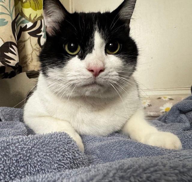 Enlarge Alexander, a Adoptable Domestic Short Hair in Naugatuck, CT image 3/3