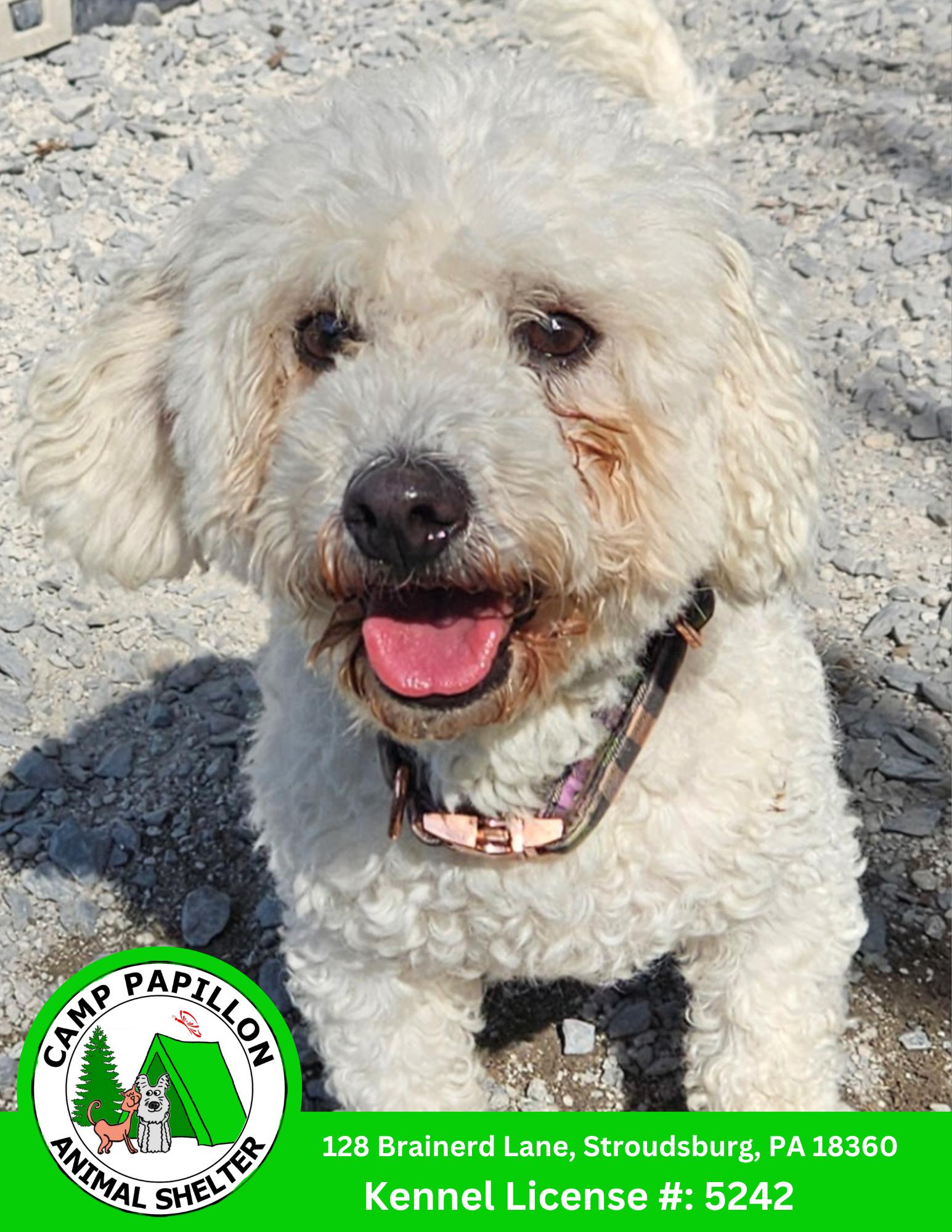 Enlarge Tina, a Adoptable Bichon Frise in Stroudsburg, PA image 2/2