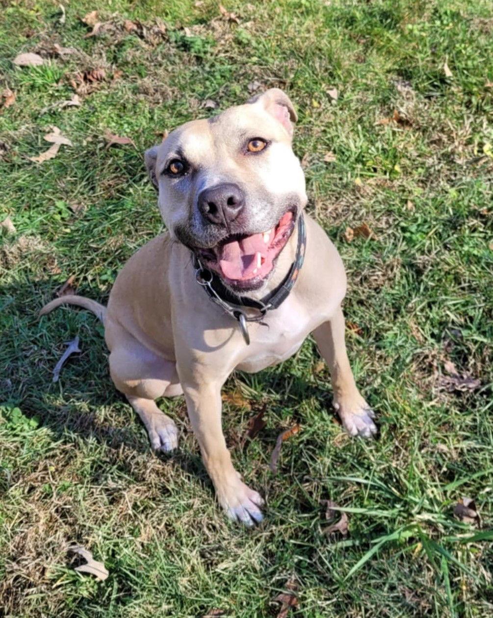 Bonnie, Adoptable, Adult Female Pit Bull Terrier.