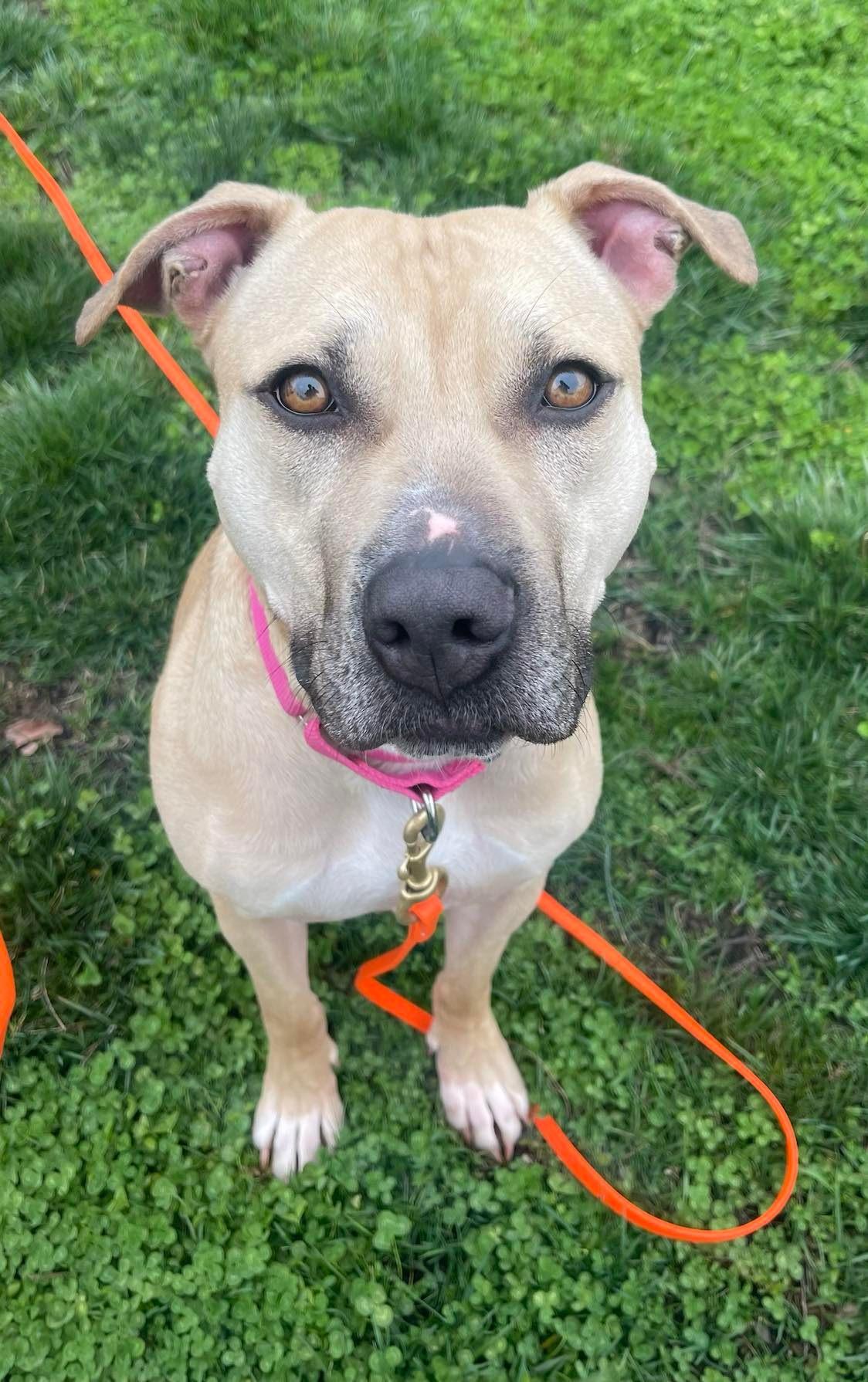 Bonnie, a Adoptable Pit Bull Terrier in Spotsylvania, VA image 2/3