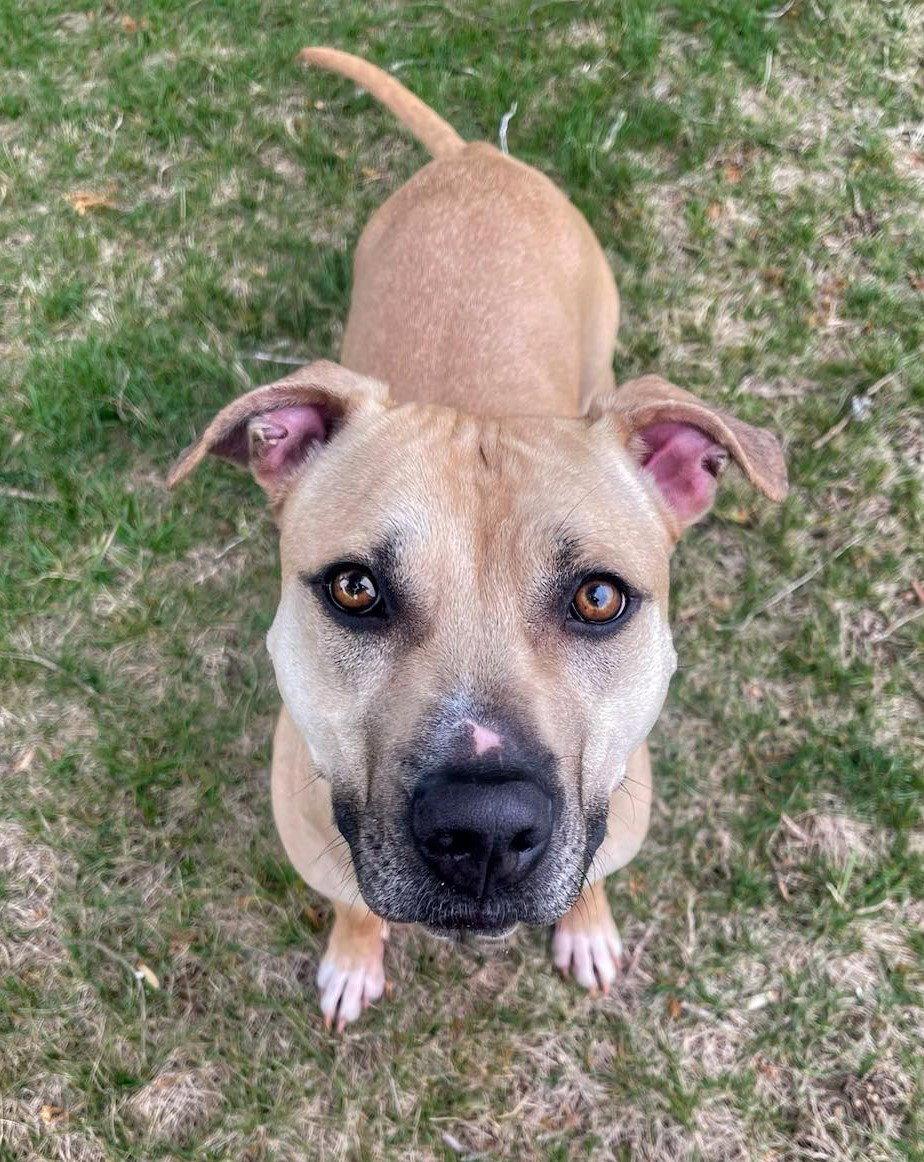 Bonnie, a Adoptable Pit Bull Terrier in Spotsylvania, VA image 3/3