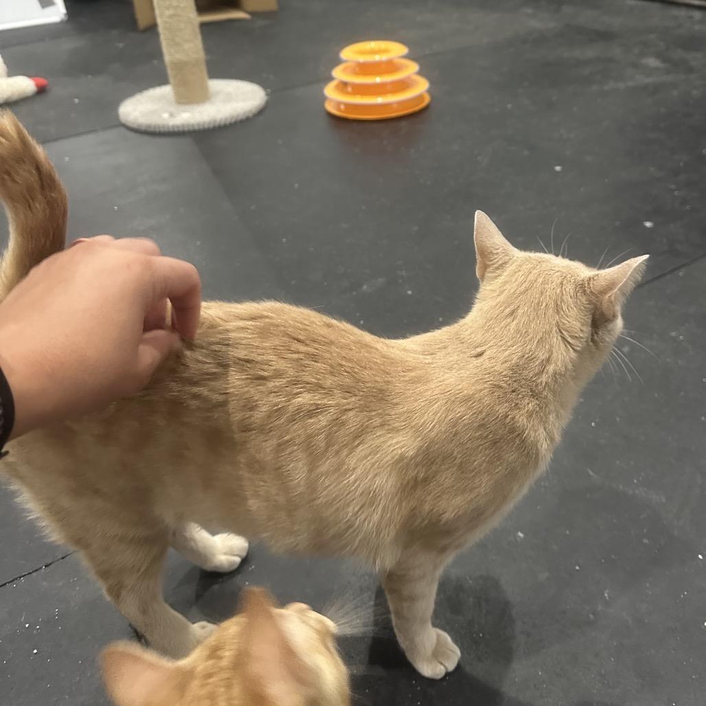 Enlarge Goldie, a Adoptable Domestic Short Hair in Fayetteville, AR image 1/6