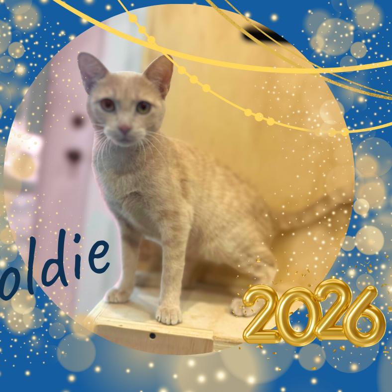 Enlarge Goldie, a Adoptable Domestic Short Hair in Fayetteville, AR image 2/6