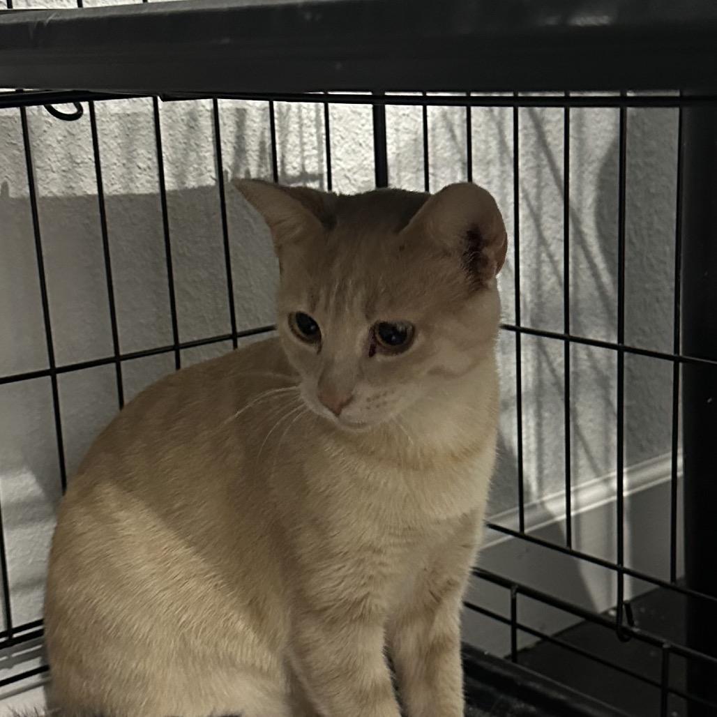 Enlarge Goldie, a Adoptable Domestic Short Hair in Fayetteville, AR image 3/6