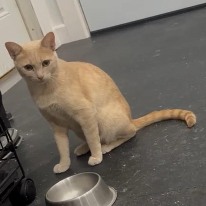 Enlarge Goldie, a Adoptable Domestic Short Hair in Fayetteville, AR image 4/6