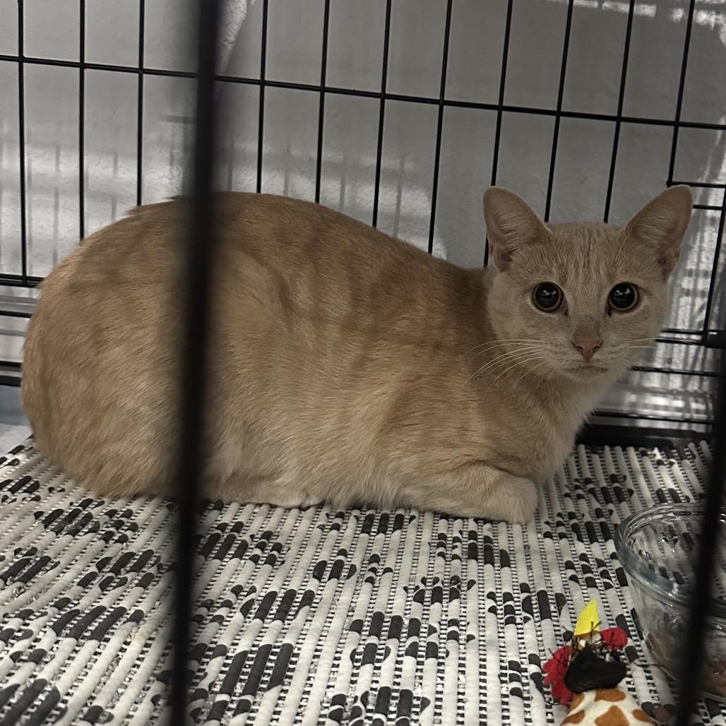 Enlarge Goldie, a Adoptable Domestic Short Hair in Fayetteville, AR image 5/6