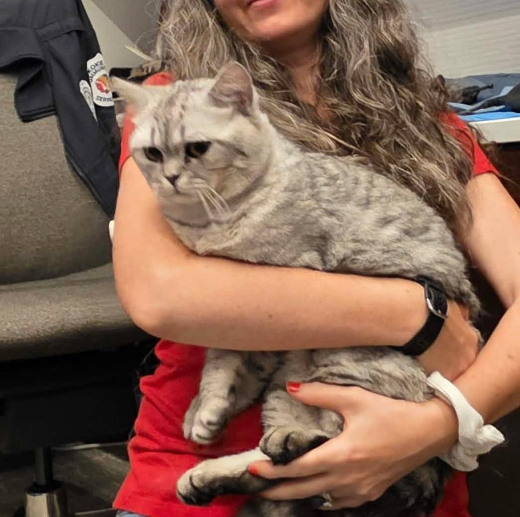 Hedwig, adopted, Adult Male British Shorthair.