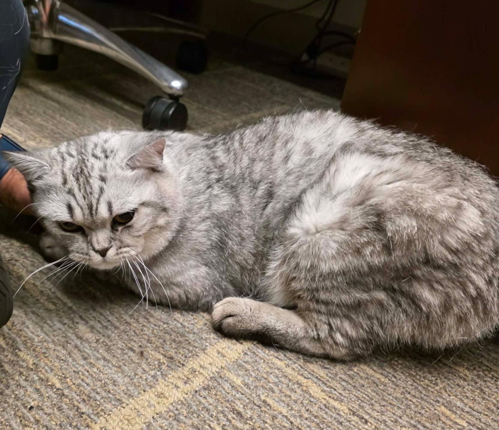 Enlarge Hedwig, an adopted mixed breed in Chicago, IL image 3/6