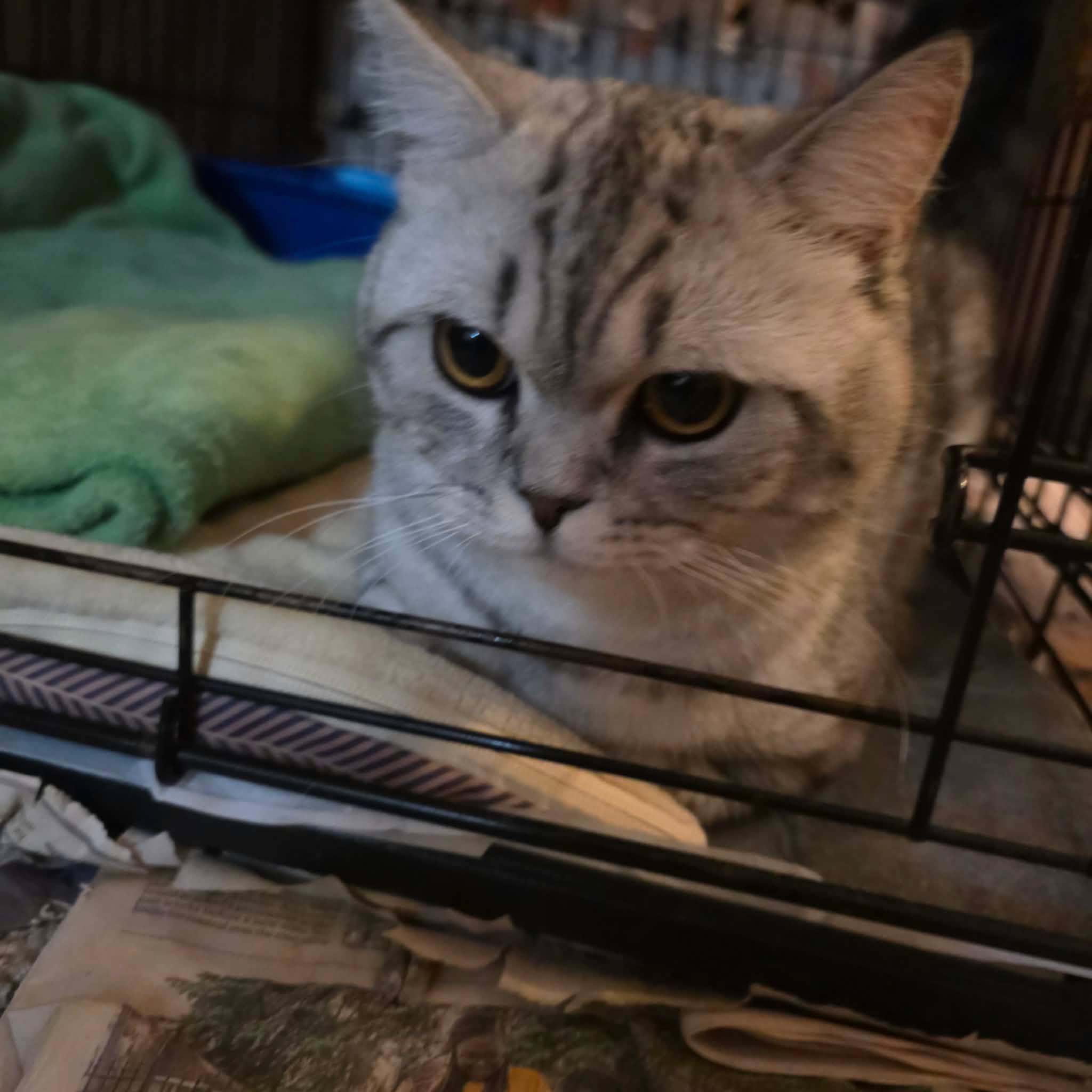 Enlarge Hedwig, an adopted mixed breed in Chicago, IL image 4/6