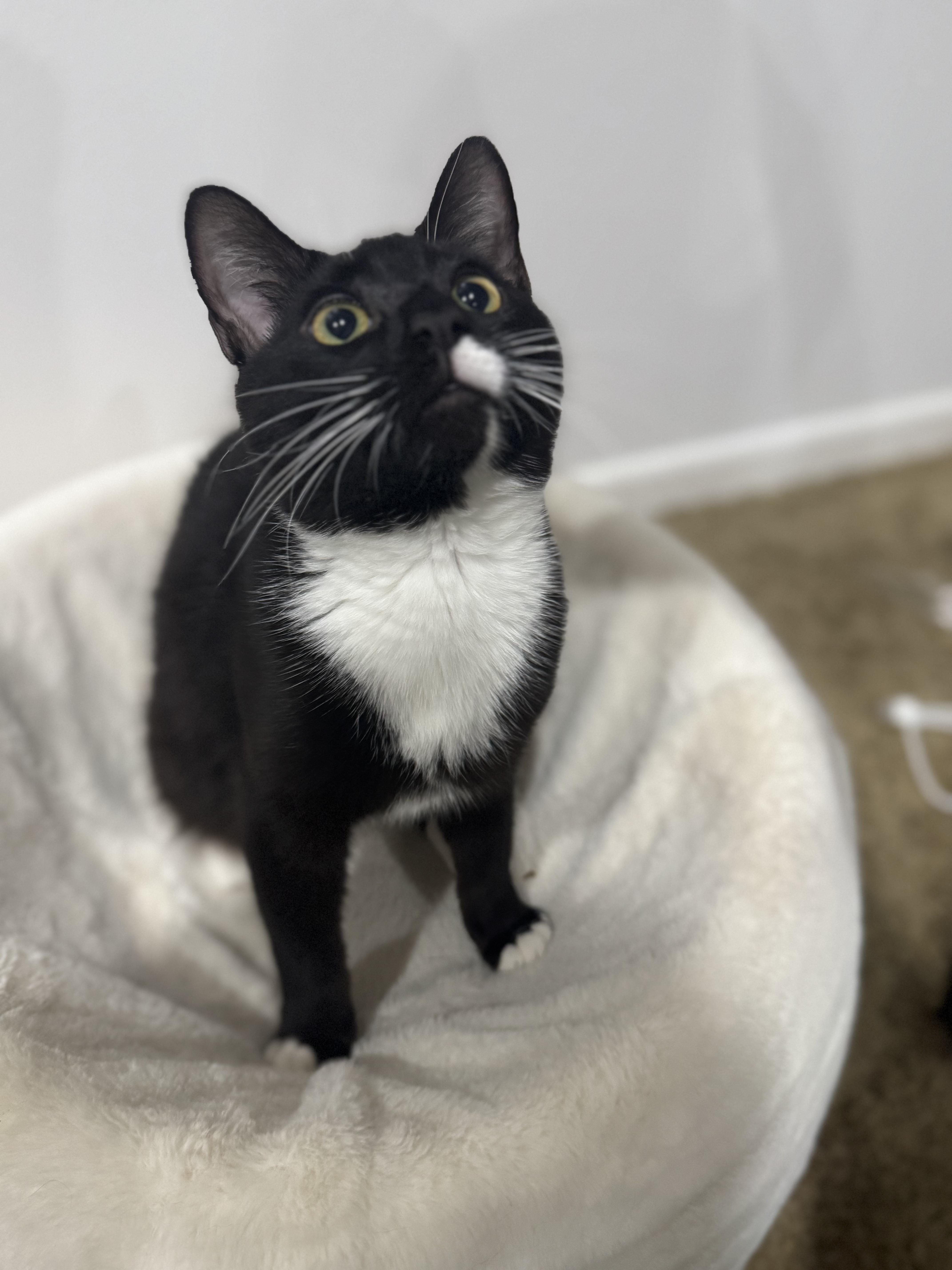 Enlarge Tipsy & Merry, a ADOPTABLE Domestic Short Hair in Boston, MA image 2/6