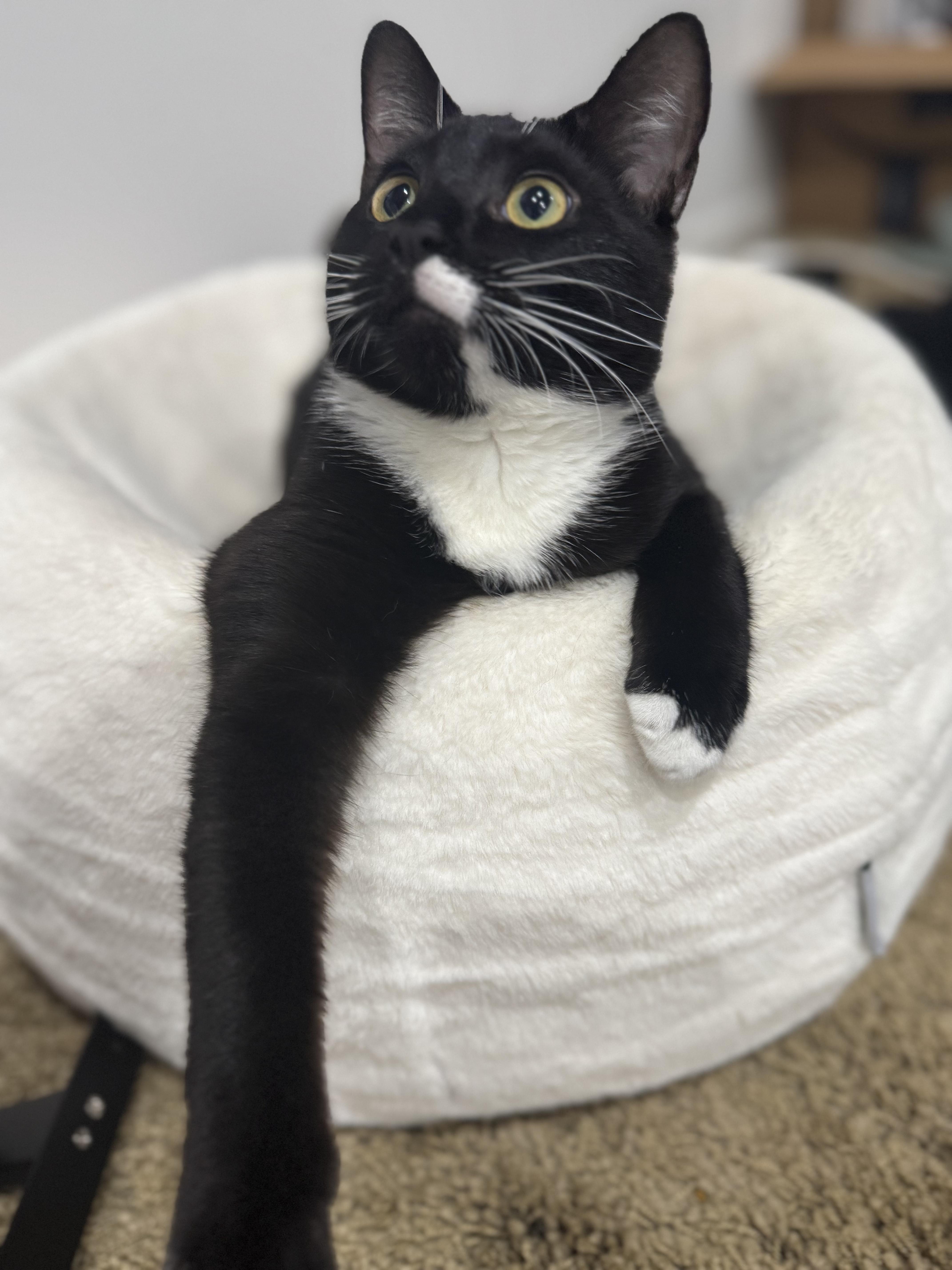 Enlarge Tipsy & Merry, a ADOPTABLE Domestic Short Hair in Boston, MA image 4/6