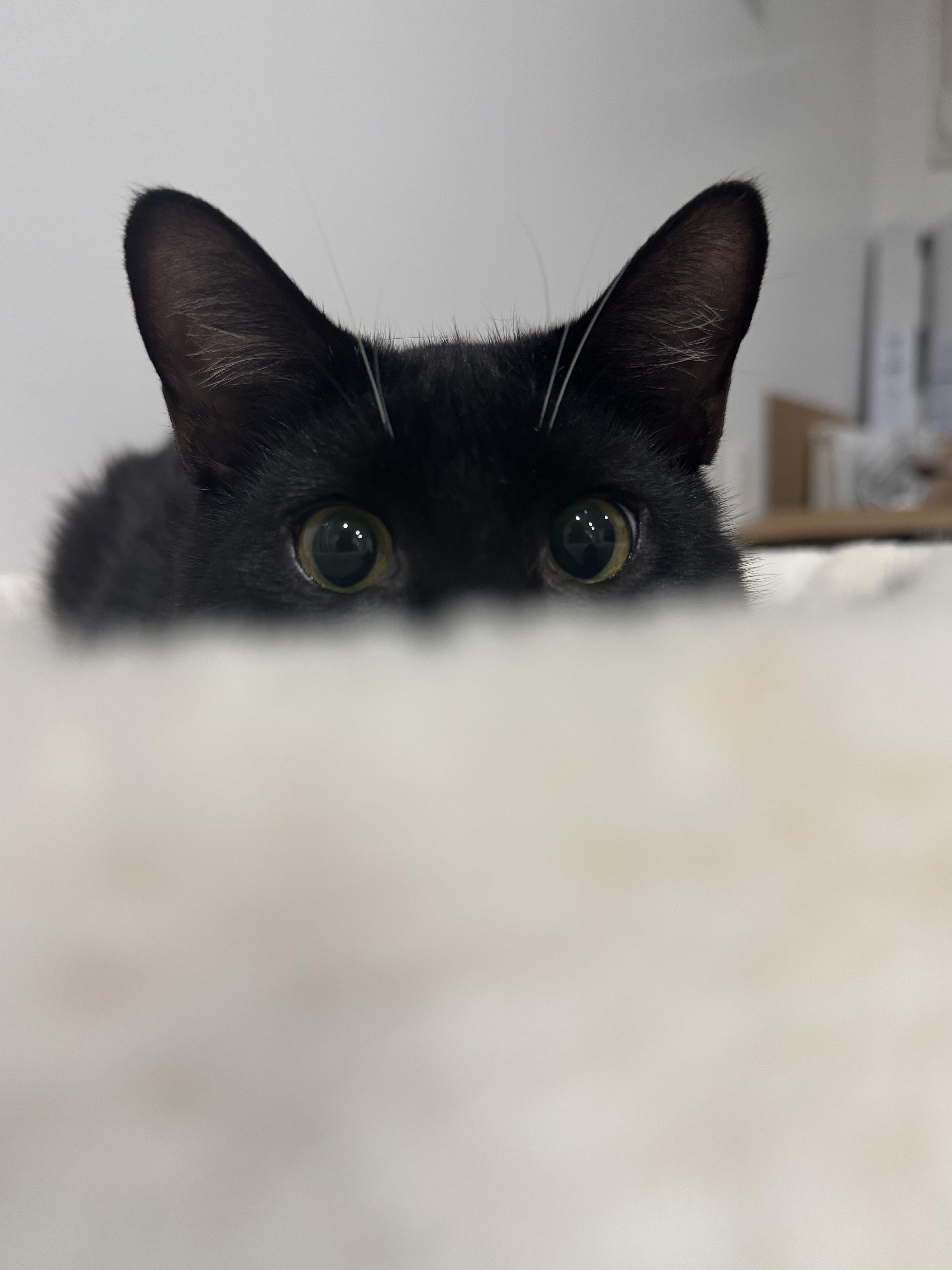 Enlarge Tipsy & Merry, a ADOPTABLE Domestic Short Hair in Boston, MA image 6/6