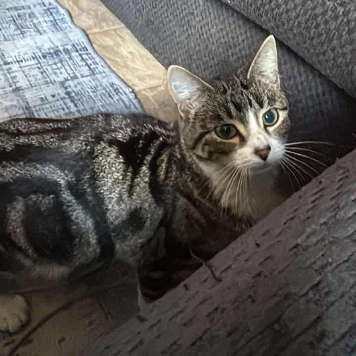 Kiwi, Adoptable, Young Female Domestic Short Hair.