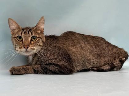 Nala, Adoptable, Adult Female Domestic Short Hair.