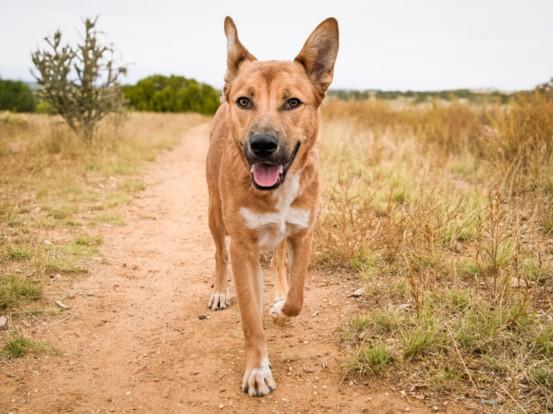 JULIAN, Adoptable, Young Male Mixed Breed.