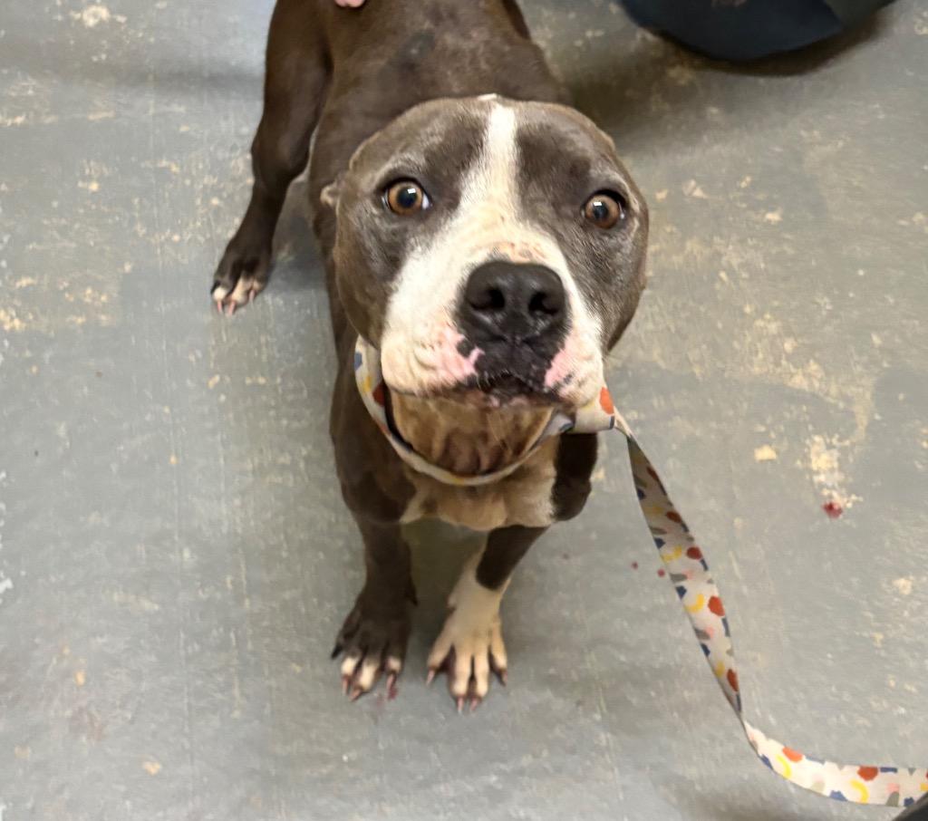 Sasha, a ADOPTABLE Pit Bull Terrier in Ruston, LA image 4/4