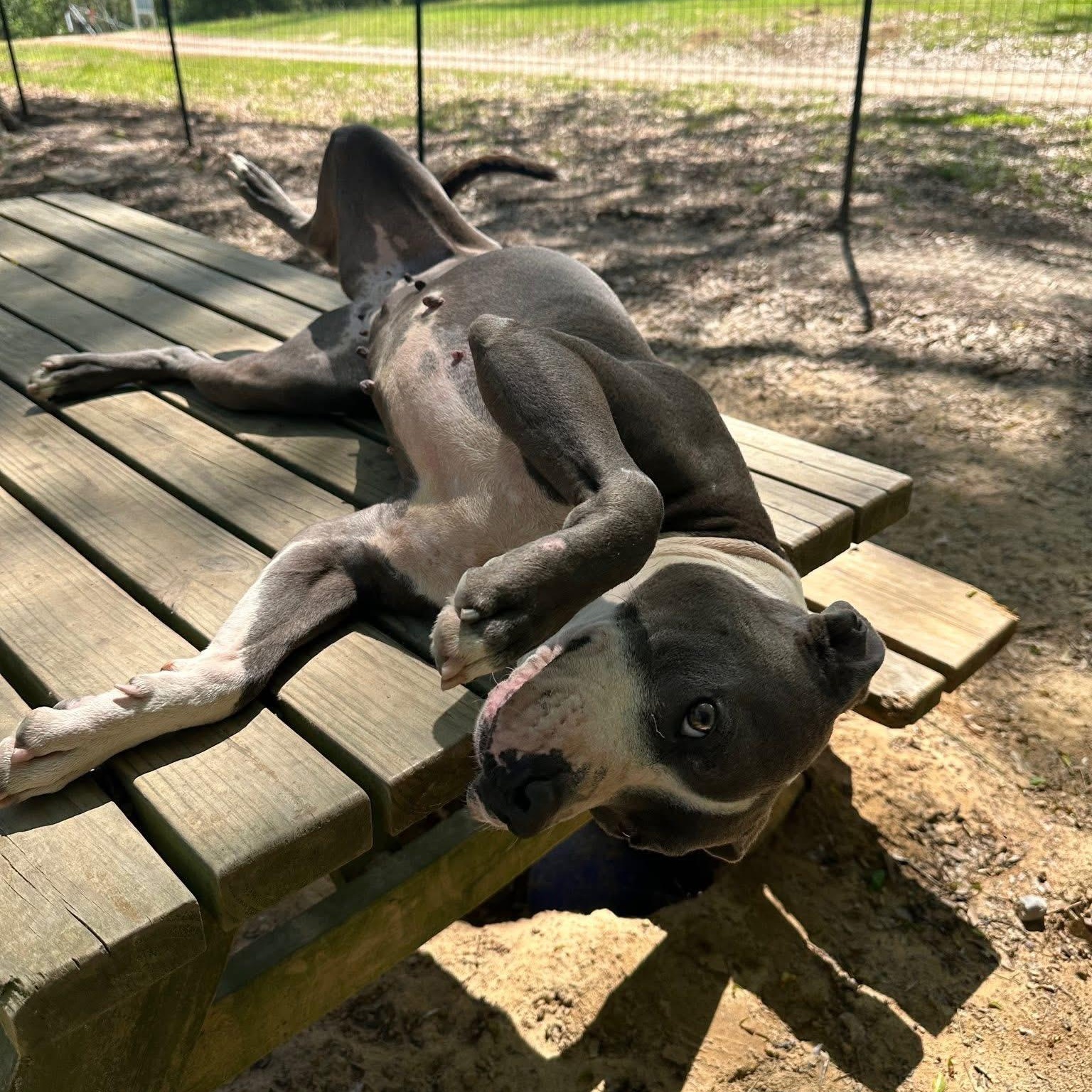 Sasha, a ADOPTABLE Pit Bull Terrier in Ruston, LA image 3/4