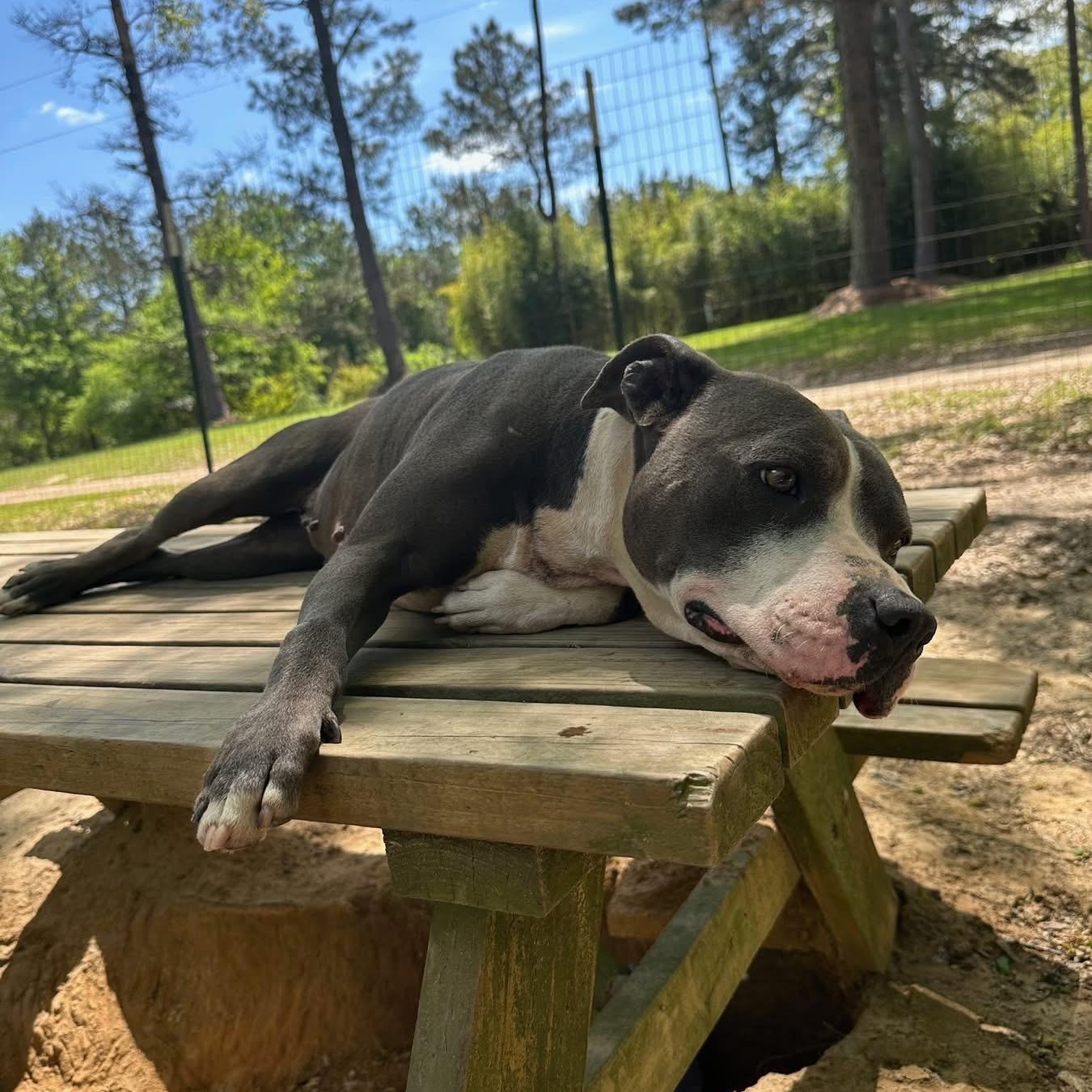 Sasha, a ADOPTABLE Pit Bull Terrier in Ruston, LA image 2/4