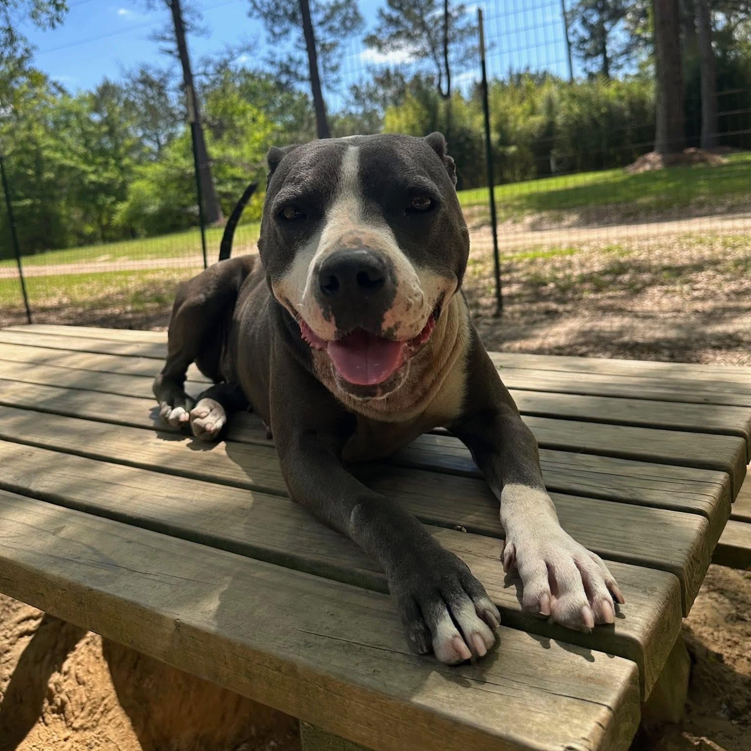 Sasha, ADOPTABLE, Young Female Pit Bull Terrier.