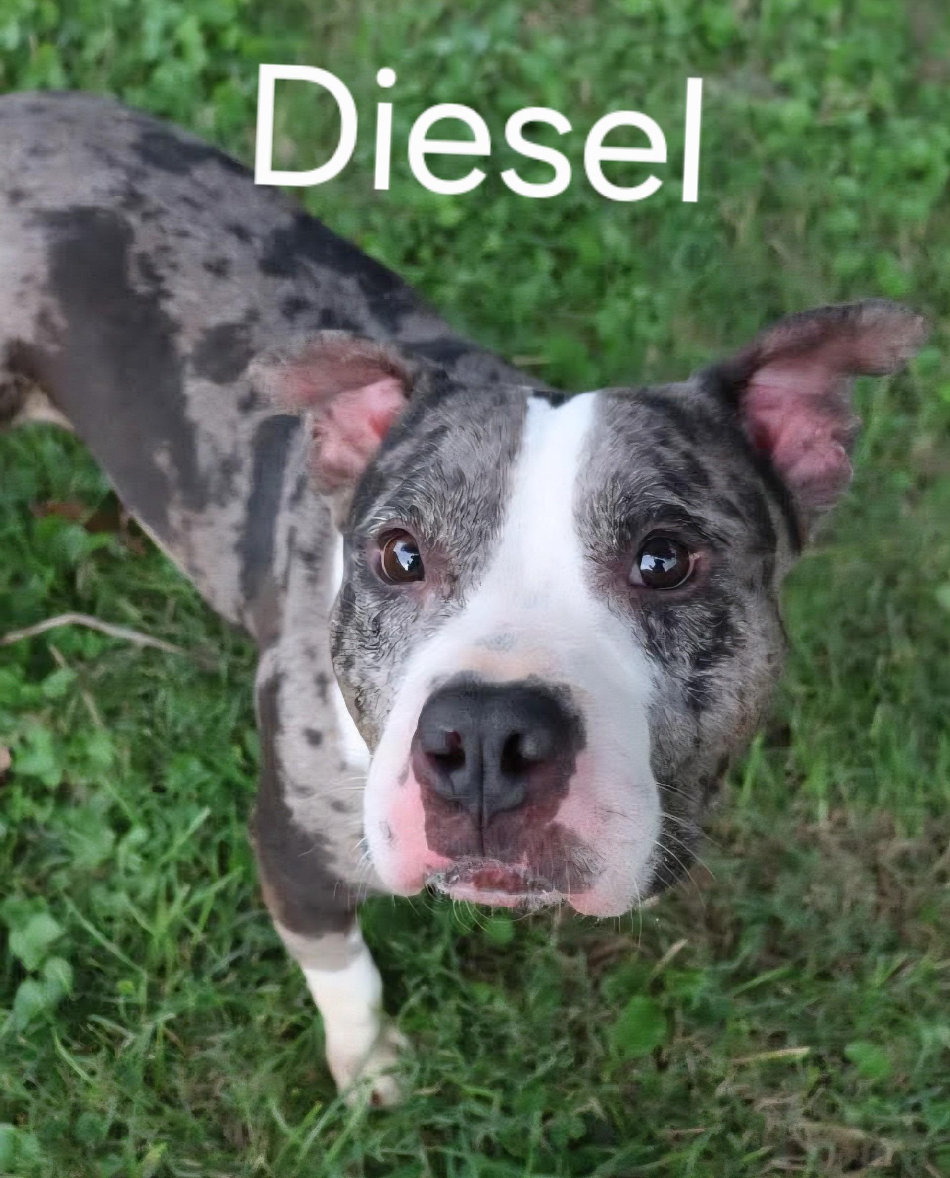 Diesel, ADOPTABLE, Adult Male Mixed Breed.