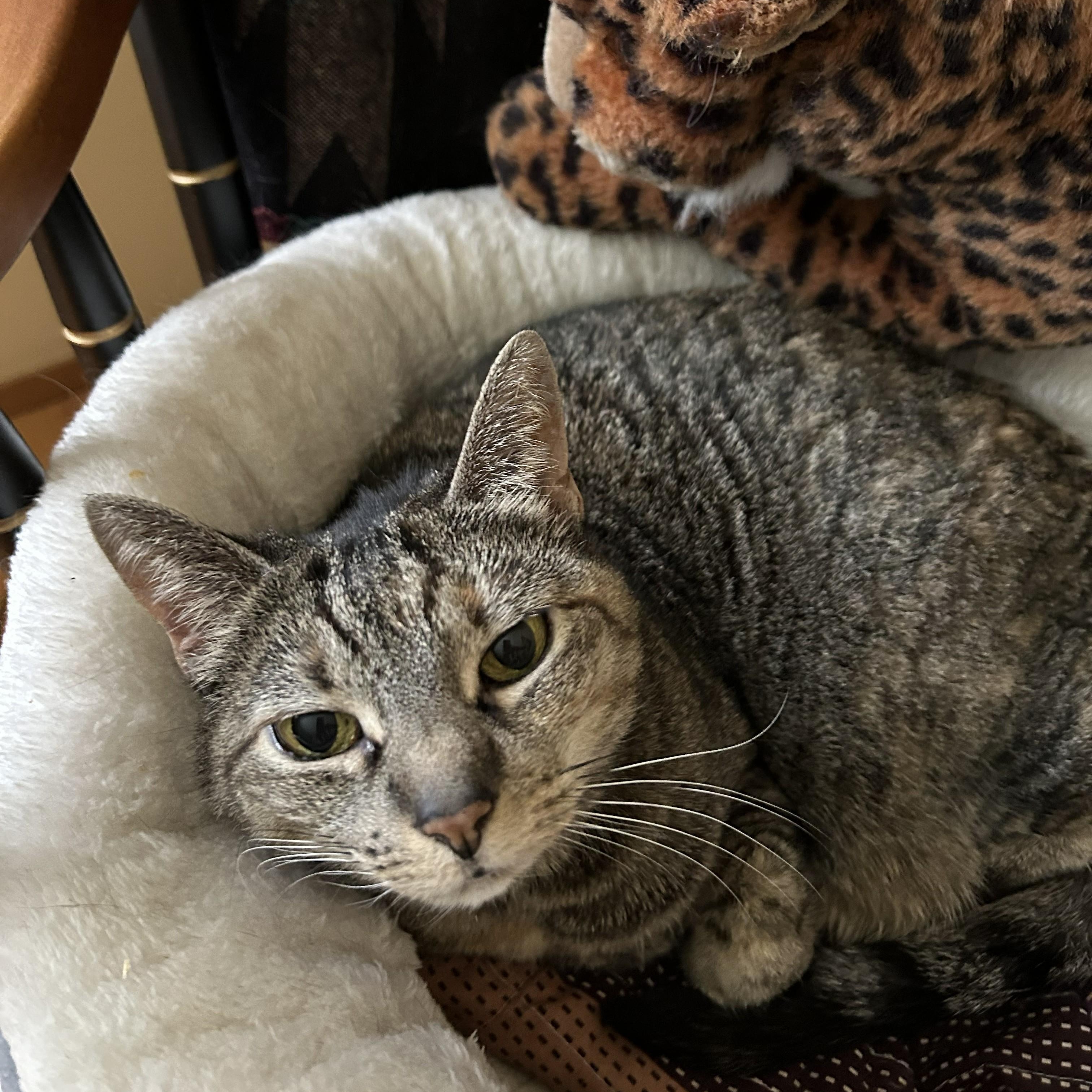 Enlarge Durpi, a ADOPTABLE Domestic Short Hair in Renton , WA image 4/5