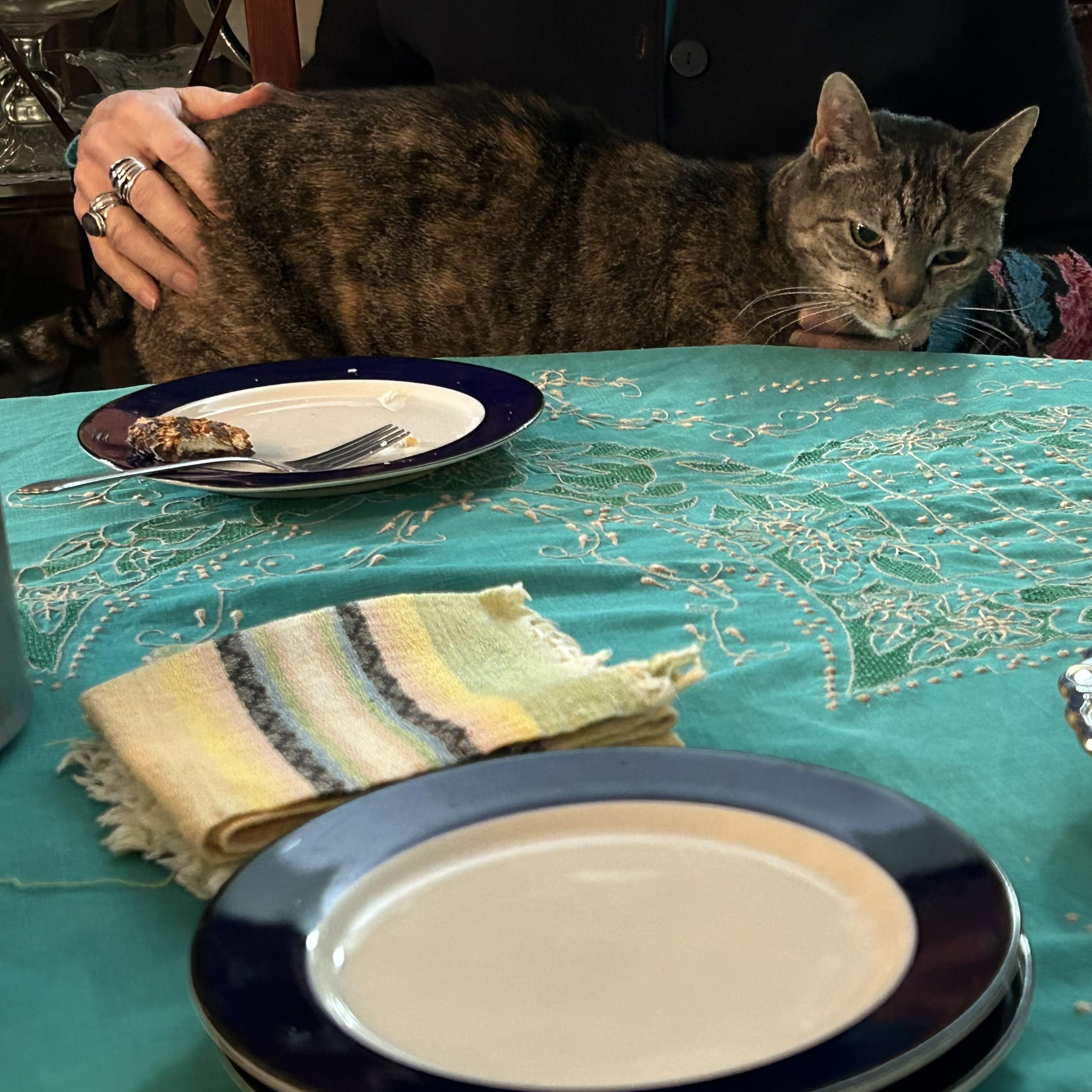 Enlarge Durpi, a ADOPTABLE Domestic Short Hair in Renton , WA image 5/5