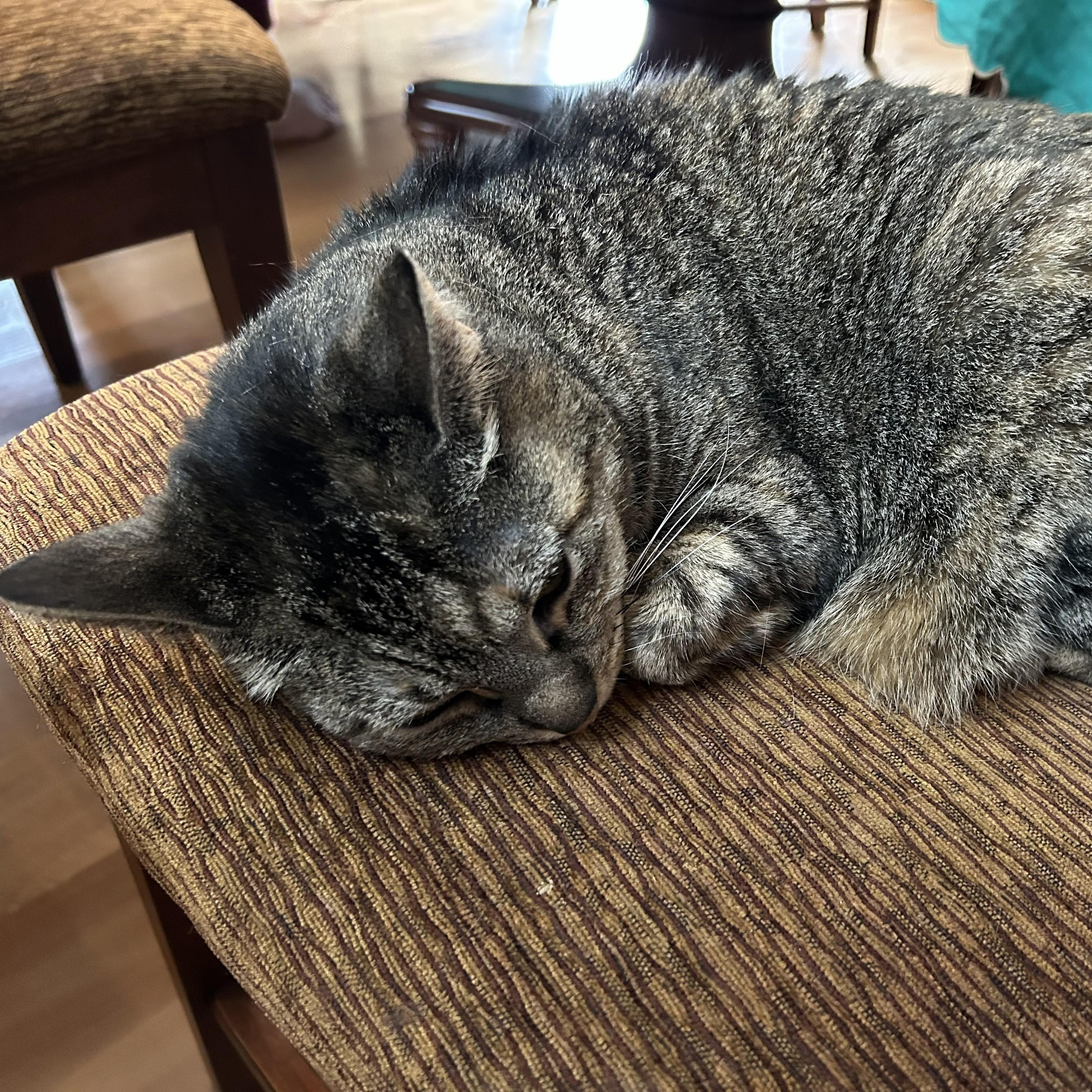 Enlarge Durpi, a ADOPTABLE Domestic Short Hair in Renton , WA image 3/5