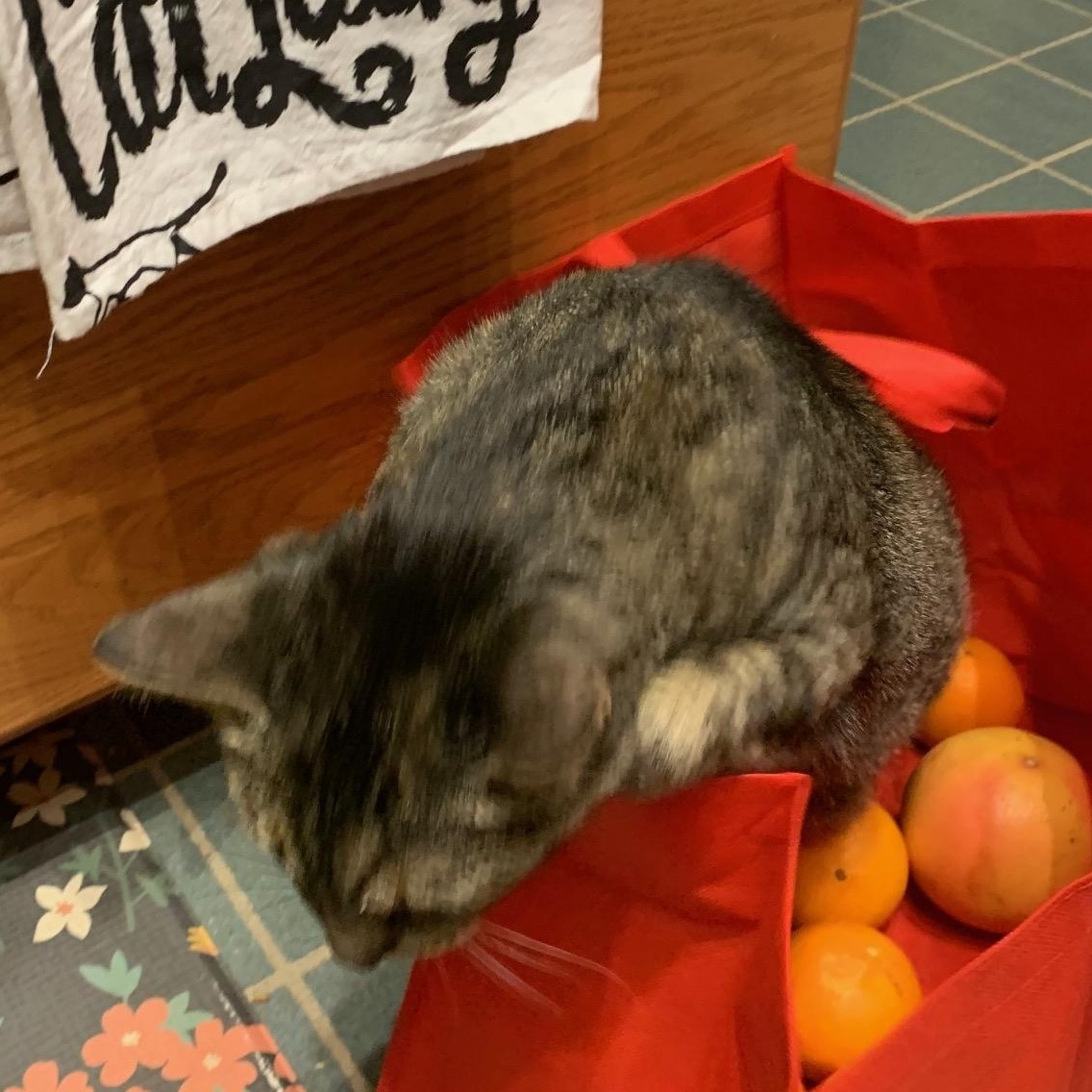 Enlarge Durpi, a ADOPTABLE Domestic Short Hair in Renton , WA image 2/5