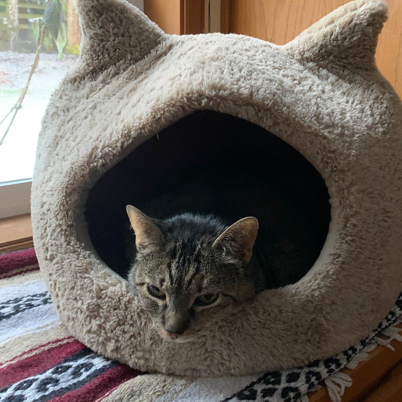 Durpi, ADOPTABLE, Senior Female Domestic Short Hair.