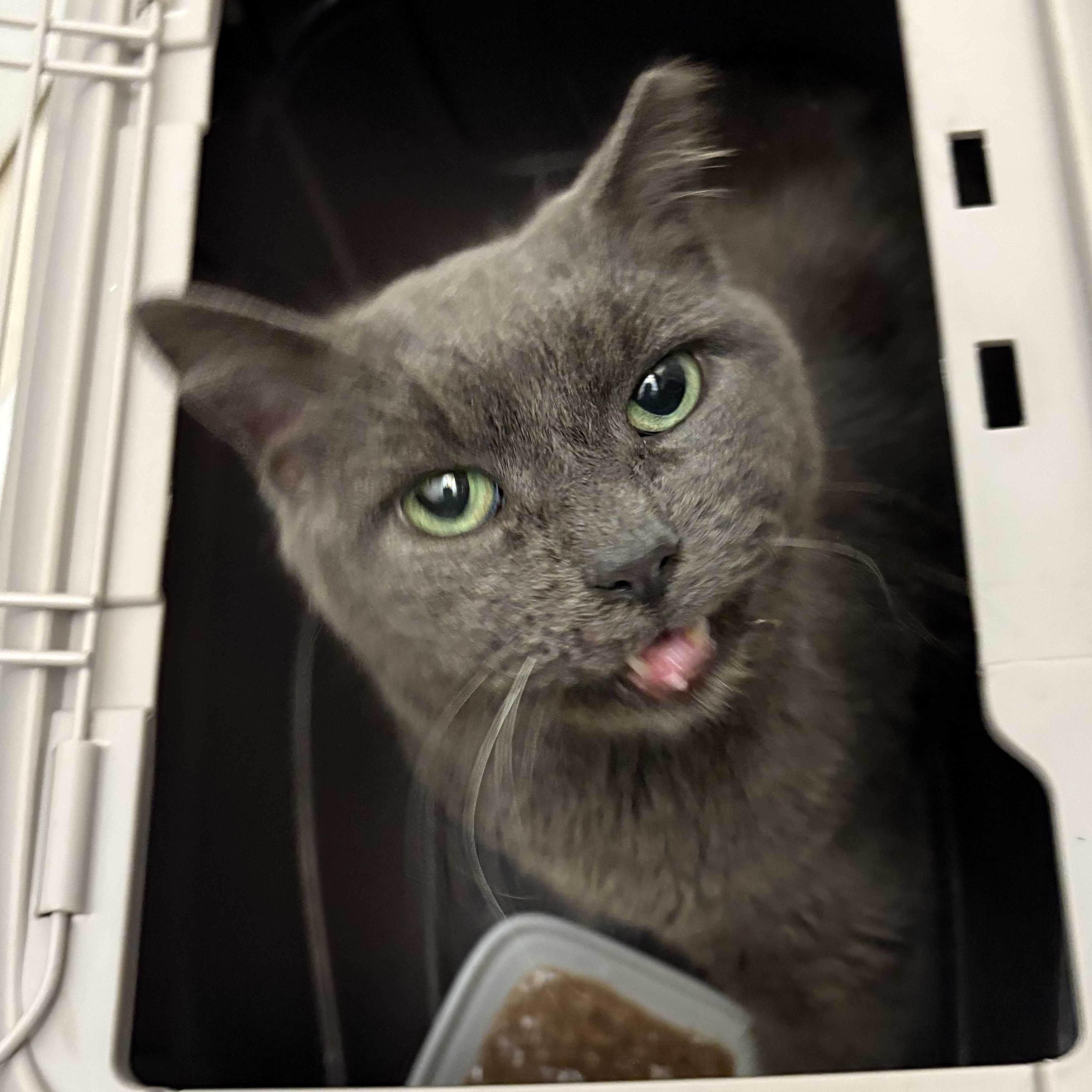 Smokey, Adoptable, Adult Female Russian Blue & Domestic Short Hair.