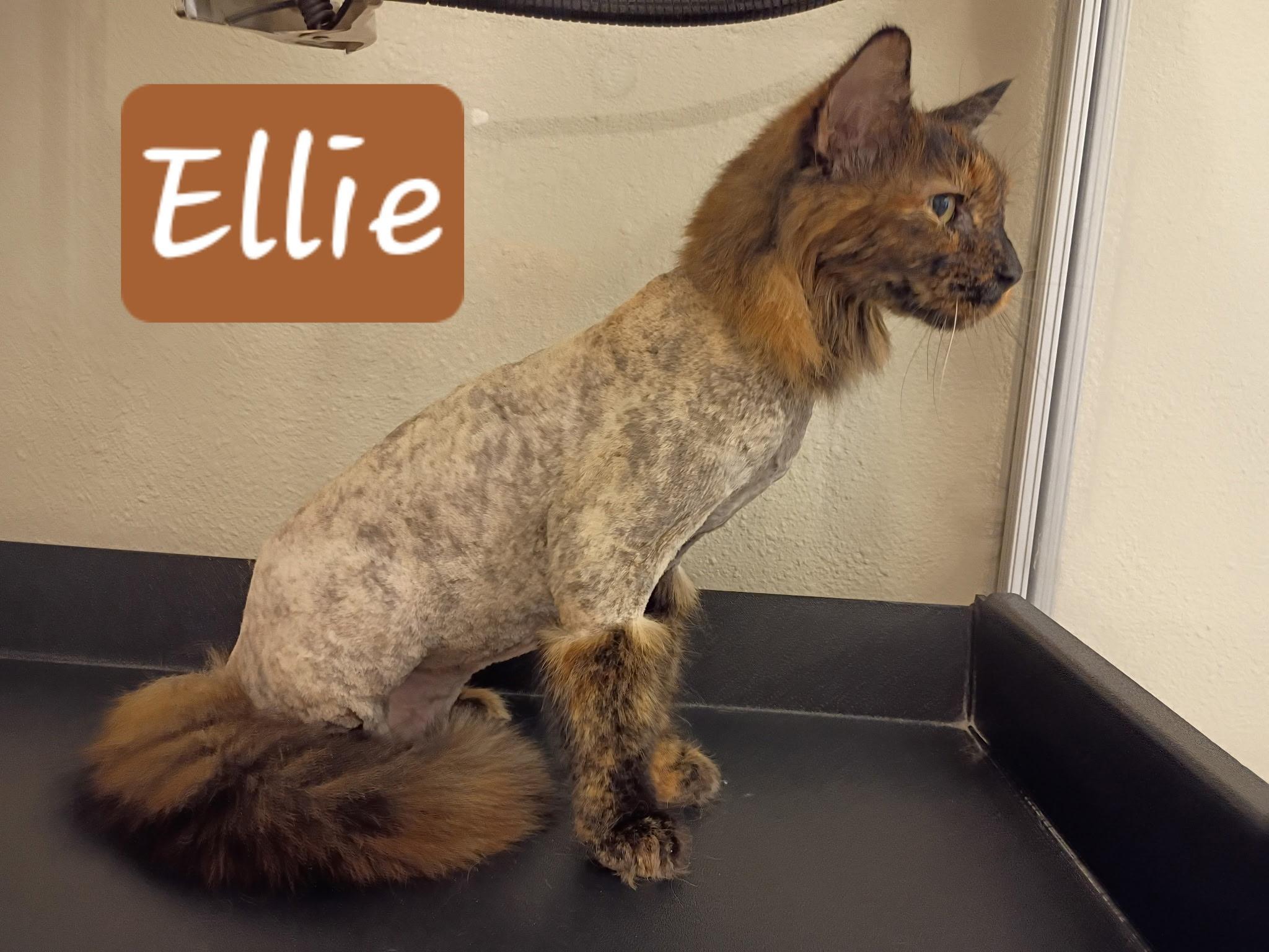 Ellie, ADOPTABLE, Senior Female Domestic Long Hair & Tortoiseshell.