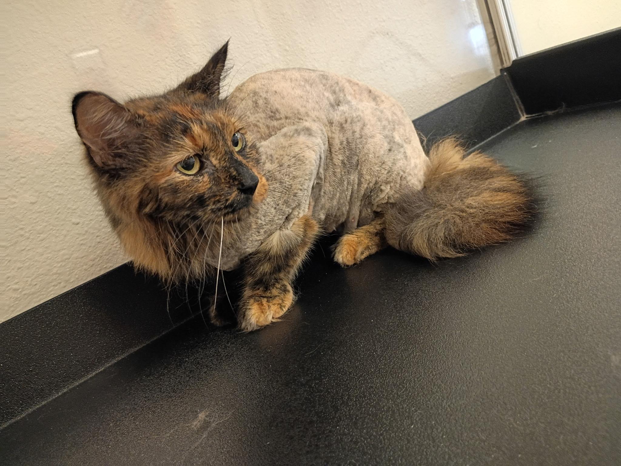 Enlarge Ellie, a ADOPTABLE mixed breed in Albuquerque, NM image 4/5