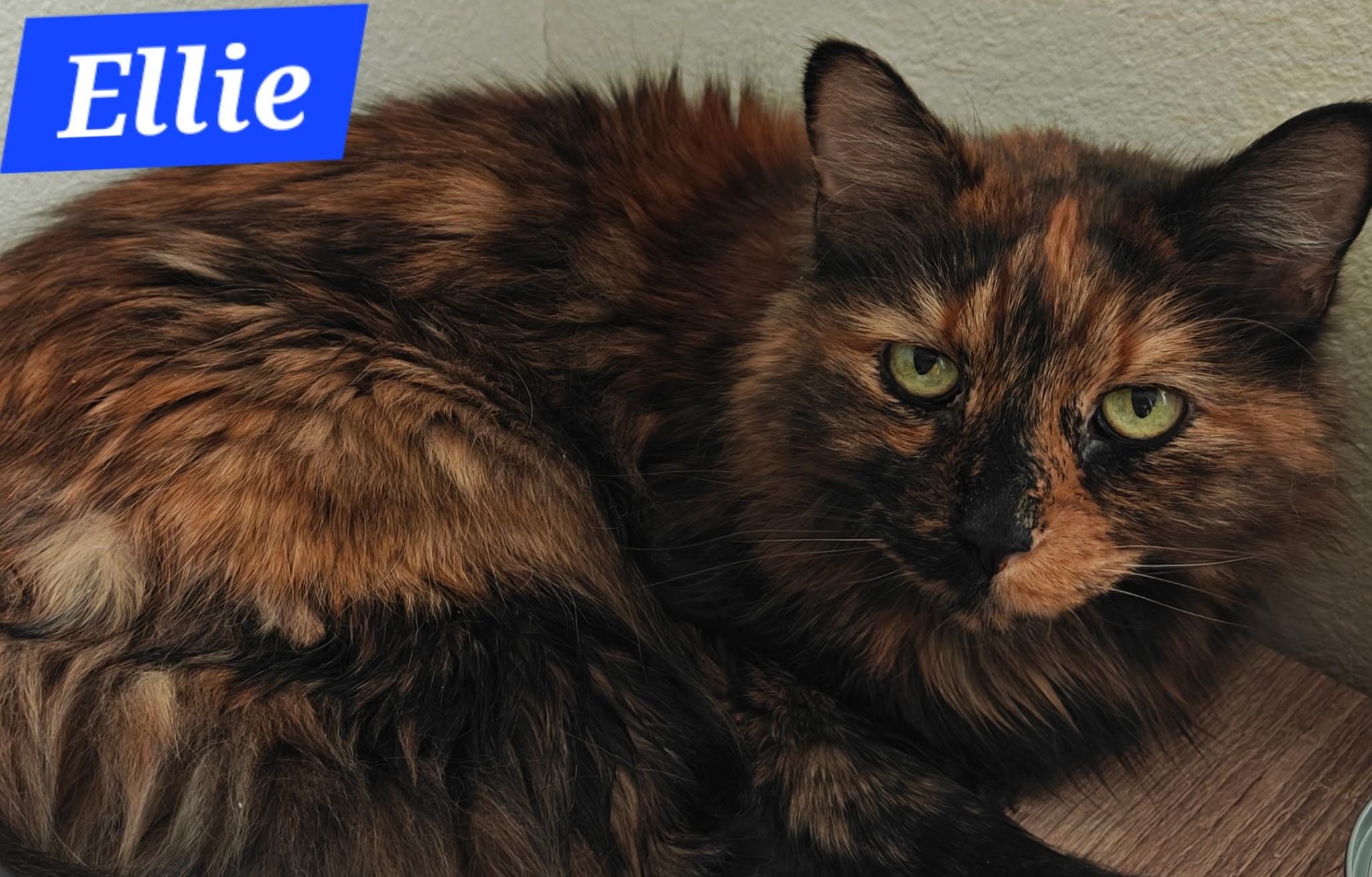 Enlarge Ellie, a ADOPTABLE mixed breed in Albuquerque, NM image 3/5