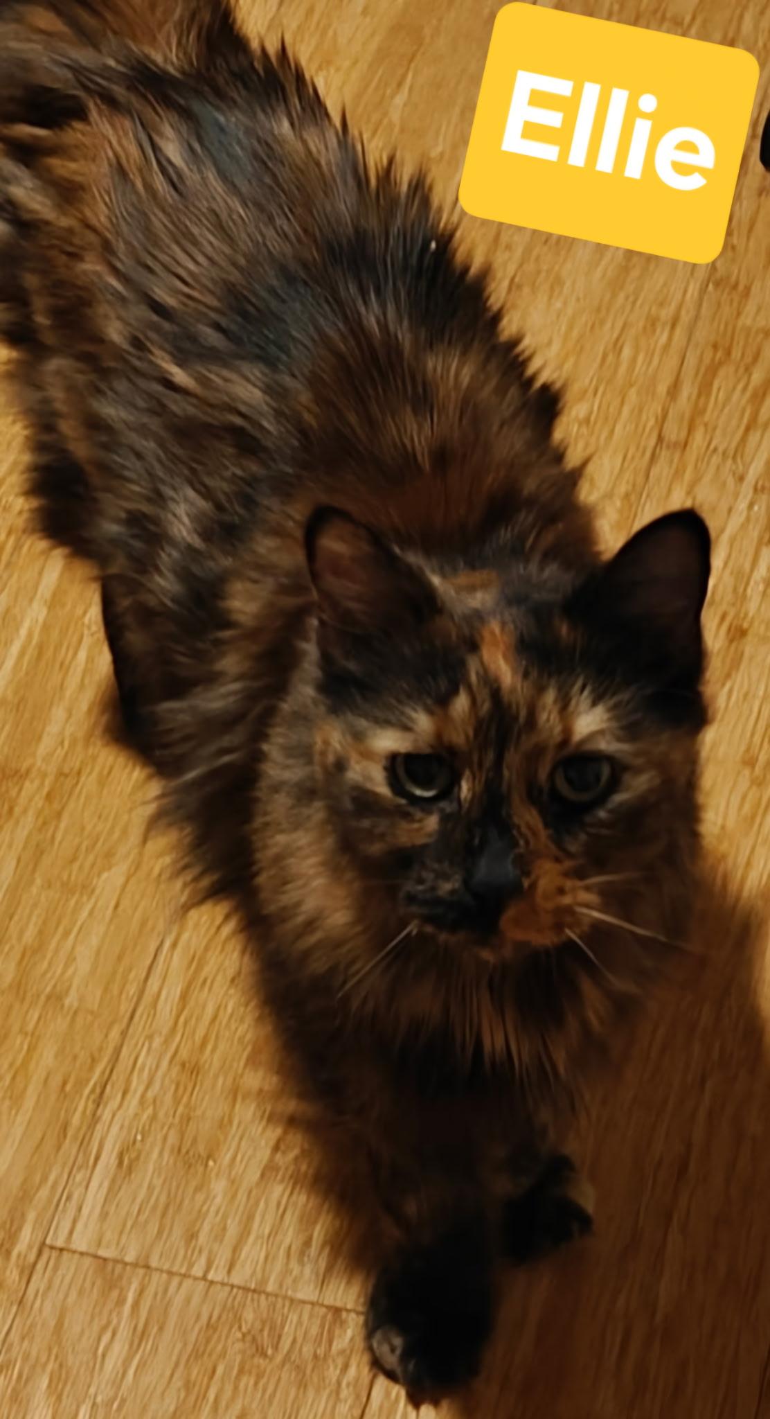 Enlarge Ellie, a ADOPTABLE mixed breed in Albuquerque, NM image 5/5